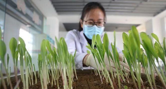 早玉米催芽技巧：一步到位培育壮苗