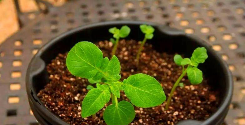 催芽后怎么入土培植苗呢