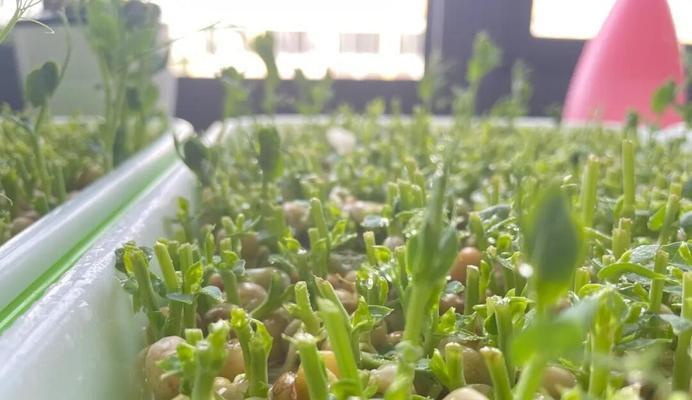 催芽后怎么入土培植苗呢