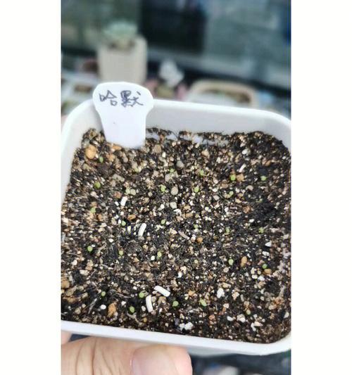 玉竹老根催芽技巧揭秘：掌握要点，轻松实现高效发芽