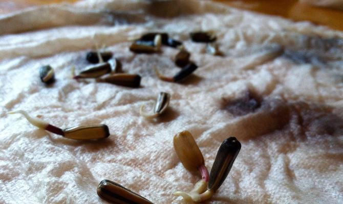 玉竹老根催芽技巧揭秘：掌握要点，轻松实现高效发芽