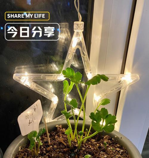 玉竹老根催芽技巧揭秘：掌握要点，轻松实现高效发芽