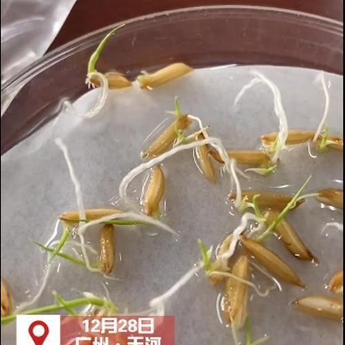 水稻种子催芽慢是怎么回事