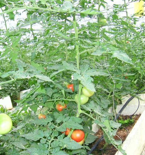 西红柿怎么种植方法学