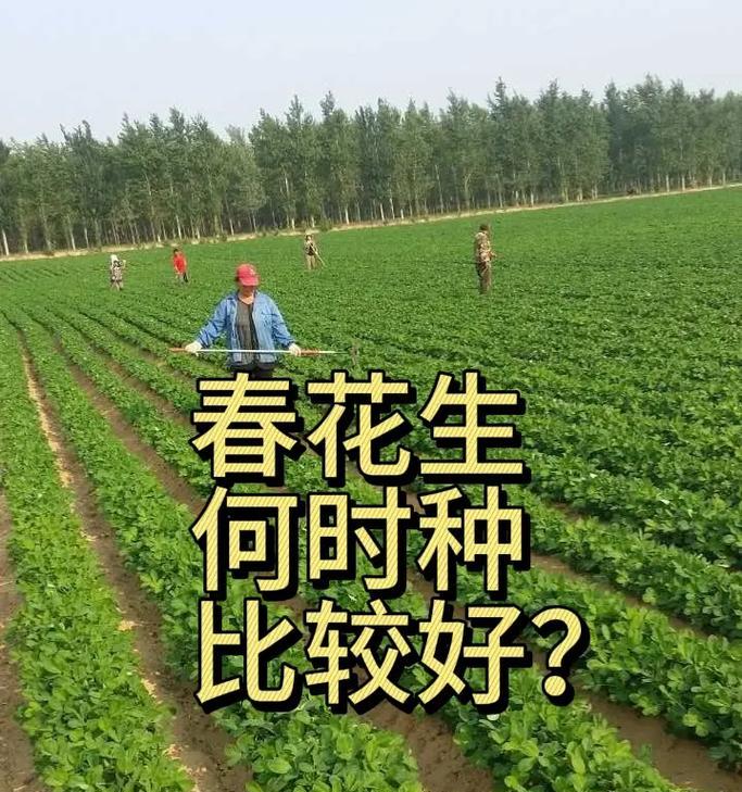 催芽完怎么种花生？一文让你成为种植高手！