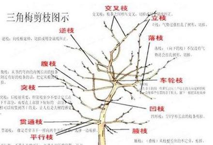 壮苗修剪枝条的正确方法及技巧