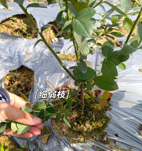 壮苗修剪枝条的正确方法及技巧