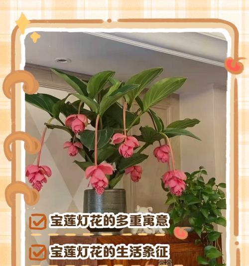 切花玫瑰哪种品种最受欢迎？切花玫瑰品种推荐
