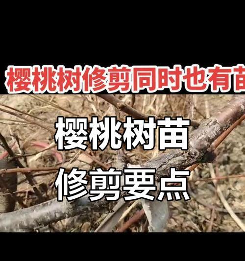 樱桃收了怎么修剪枝条
