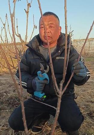樱桃收了怎么修剪枝条