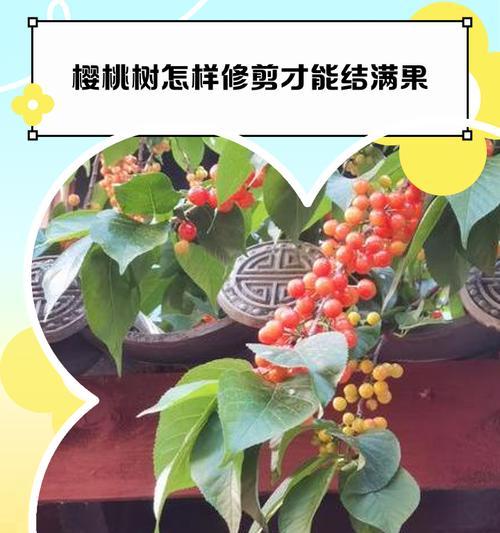 樱桃收了怎么修剪枝条