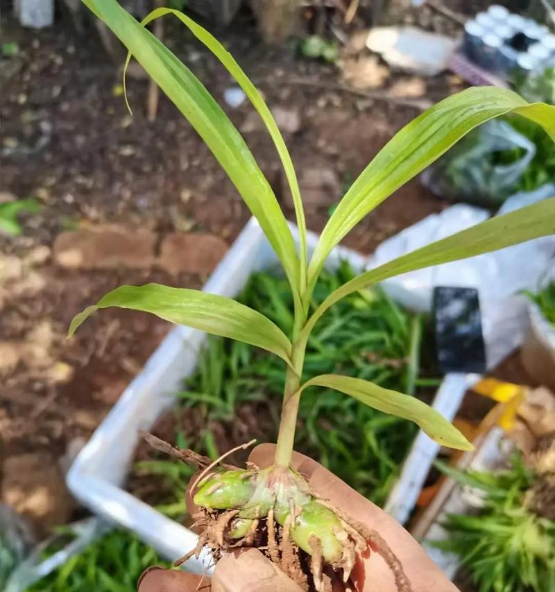 乌饭苗的种植方法详解
