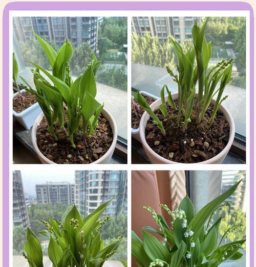 乌饭苗的种植方法详解