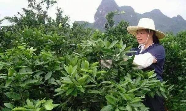 桔树秋天修剪枝条指南