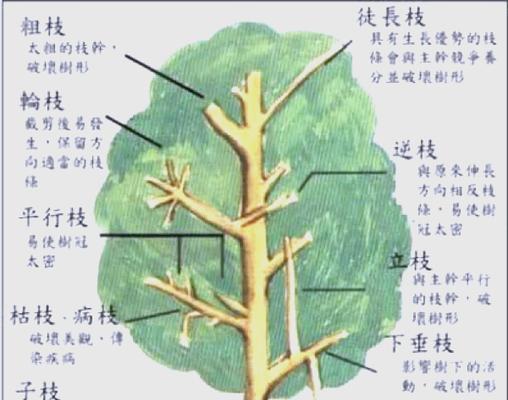 桔树秋天修剪枝条指南