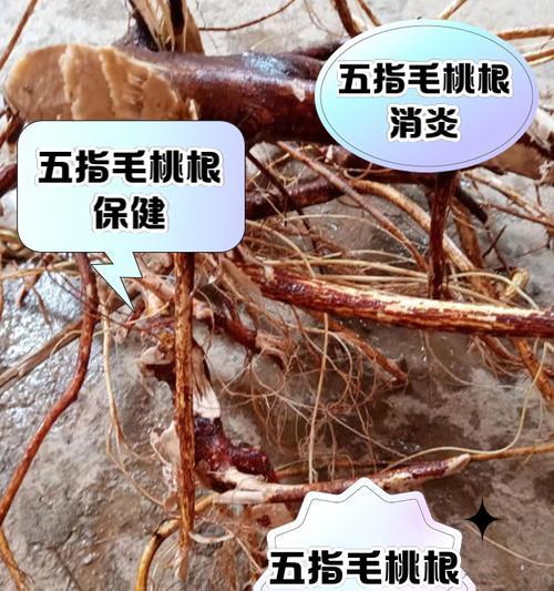 桃树种子催芽指南：从挑选到培育的全面步骤