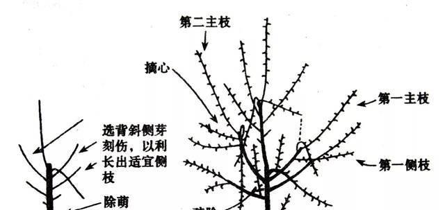 苹果怎么修剪枝最好