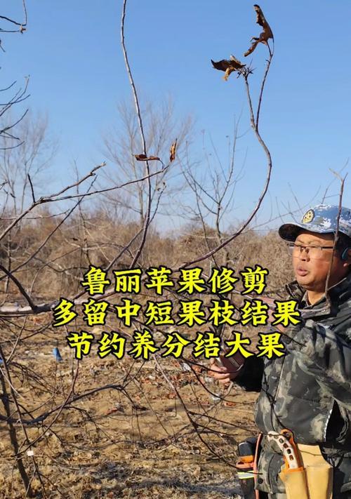 苹果怎么修剪枝最好