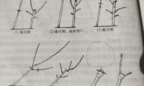 苹果怎么修剪枝最好