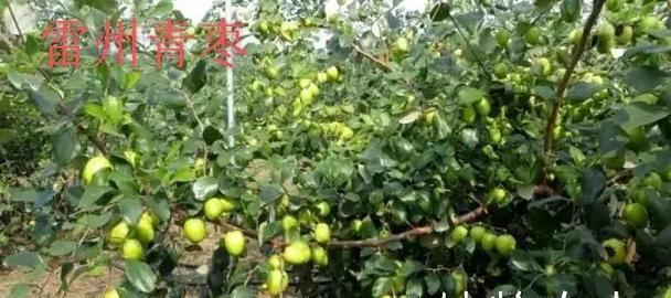 青枣催芽全攻略：播种前必学的催芽技巧