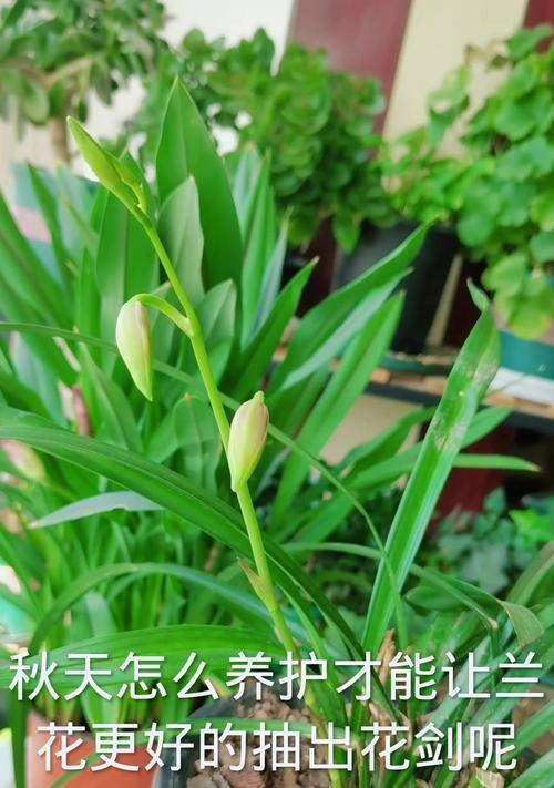 真兰花的种植方法：一株优雅之花的家庭养护指南