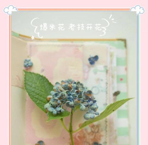 修剪绣球叶子的正确方法