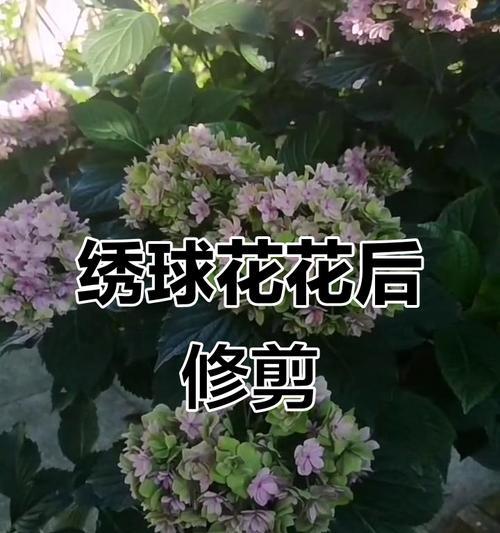 修剪绣球叶子的正确方法