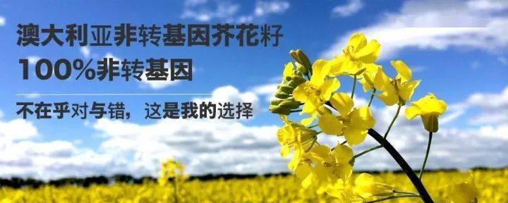 大芥王种植方法：从播种到收获的全面指南