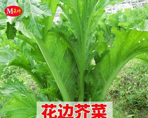 大芥王种植方法：从播种到收获的全面指南