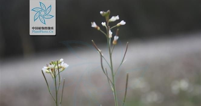 大芥王种植方法：从播种到收获的全面指南