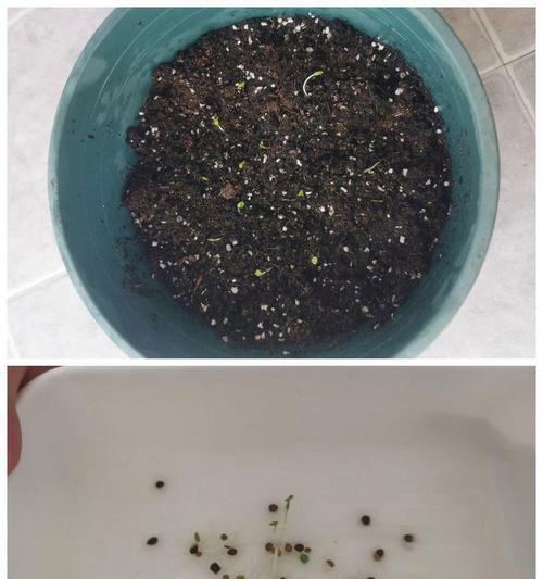 含羞草催芽法怎么搞
