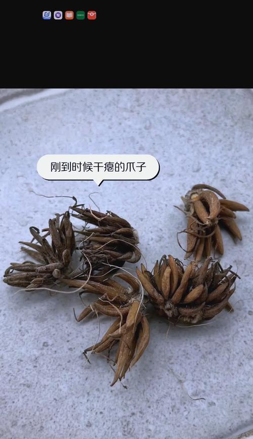 含羞草催芽法怎么搞