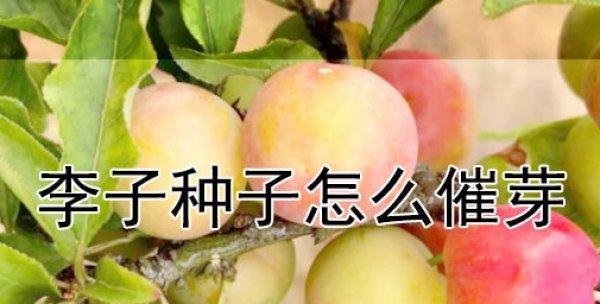 独角莲怎么催芽种植