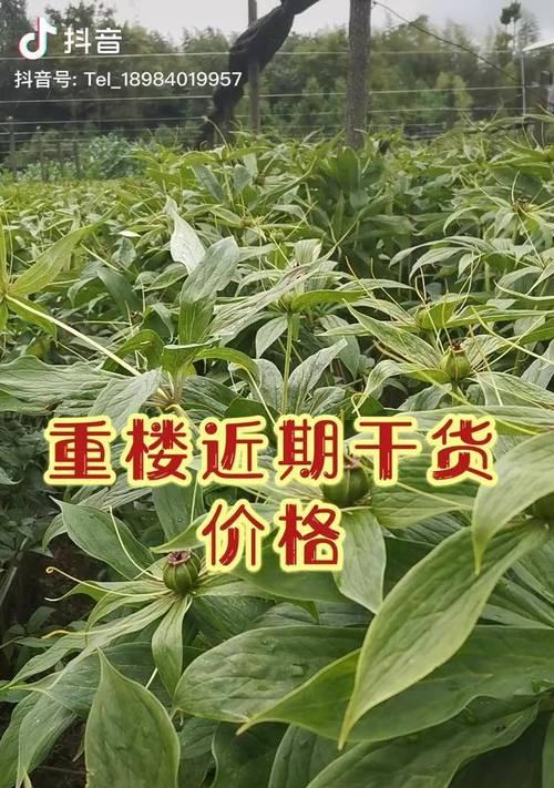 独角莲怎么催芽种植