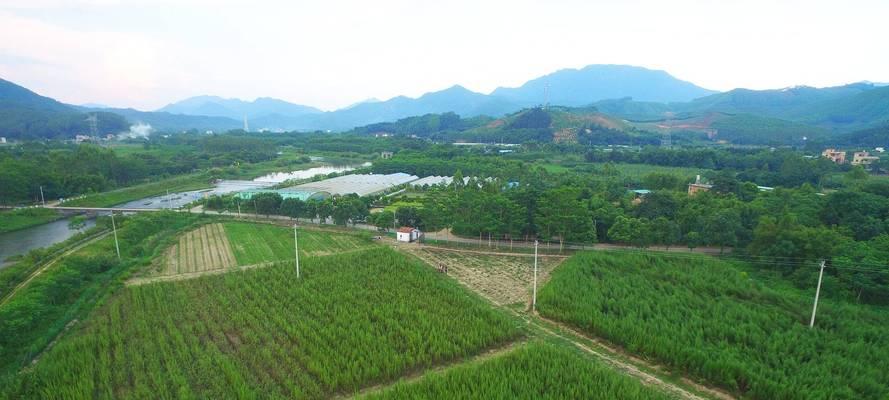 马根草籽种植方法：详尽指南与技巧