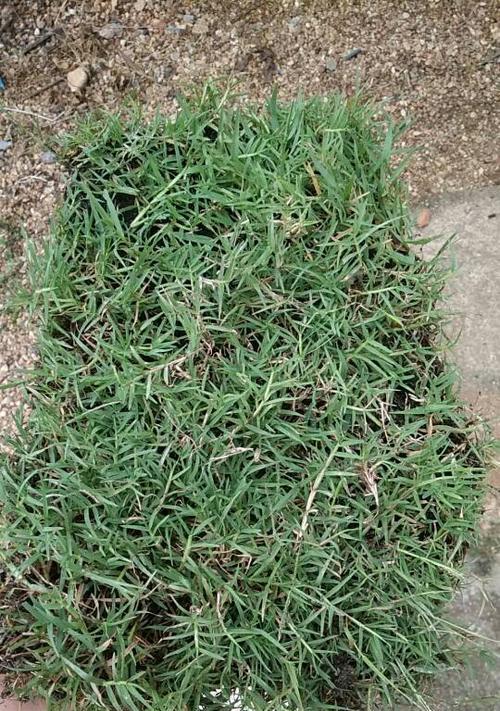 马根草籽种植方法：详尽指南与技巧