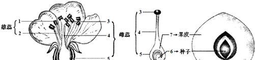 桃子种子种植方法：从挑选到培育的全过程指南