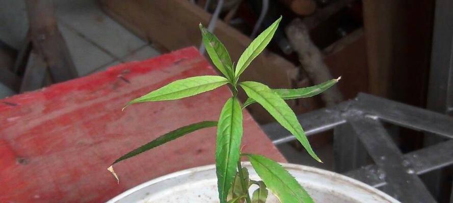 桃子种子种植方法：从挑选到培育的全过程指南