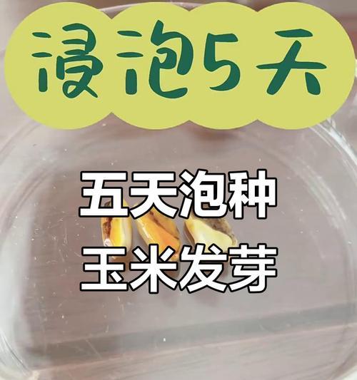 玉米催芽种怎么催芽的