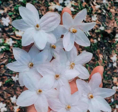 陀螺花怎么种植：全面种植指南与技巧