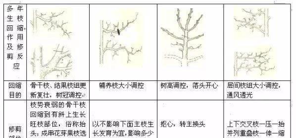 天台种瓜怎么修剪枝条