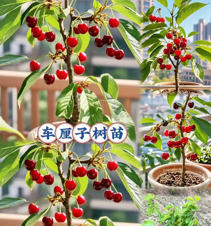 车厘子苗种植全攻略：从选苗到养护的详细步骤