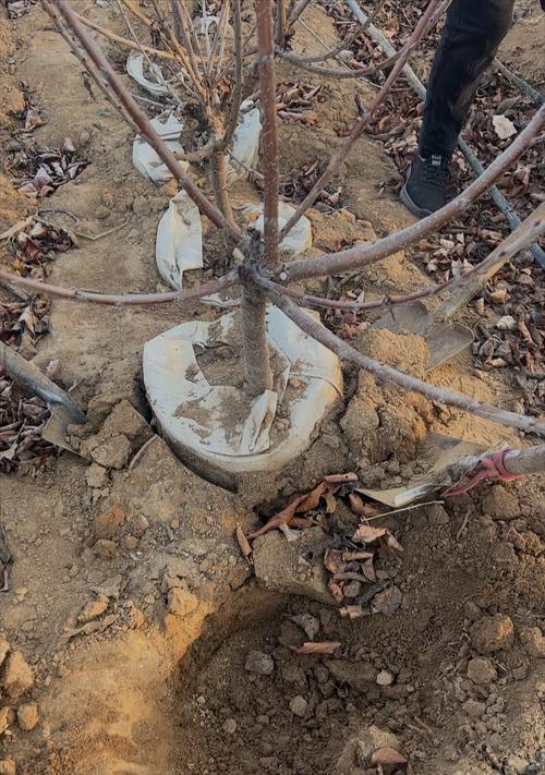车厘子苗种植全攻略：从选苗到养护的详细步骤