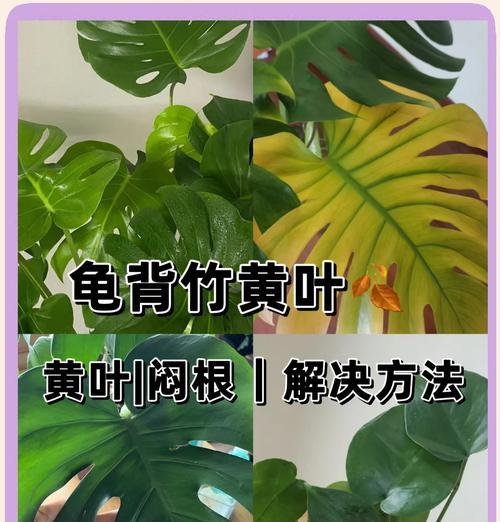 龟背竹的种植方法：新手指南和技巧