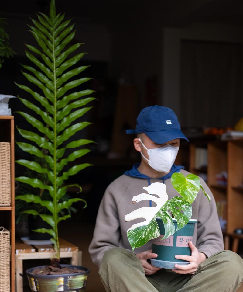 龟背竹的种植方法：新手指南和技巧
