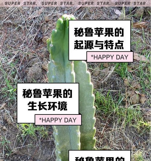 苹果种子怎么种植方法