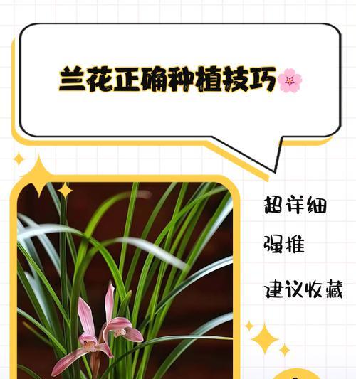 兰花红宝石种植方法