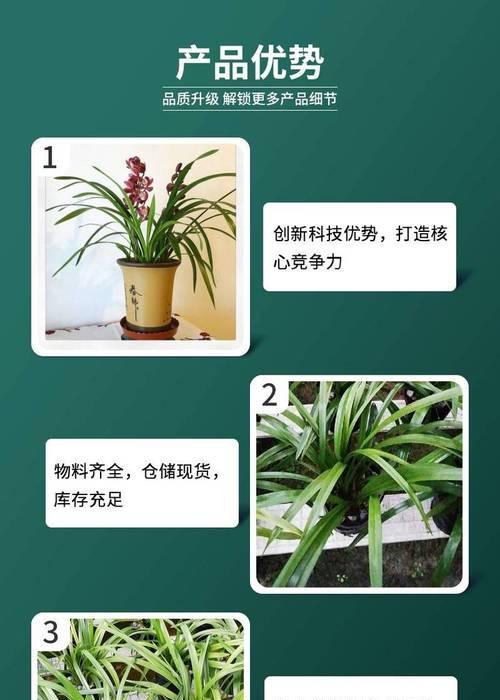兰花红宝石种植方法