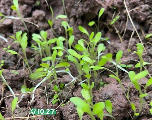 生菜催芽成功后怎么办？全面指导从种植到餐桌