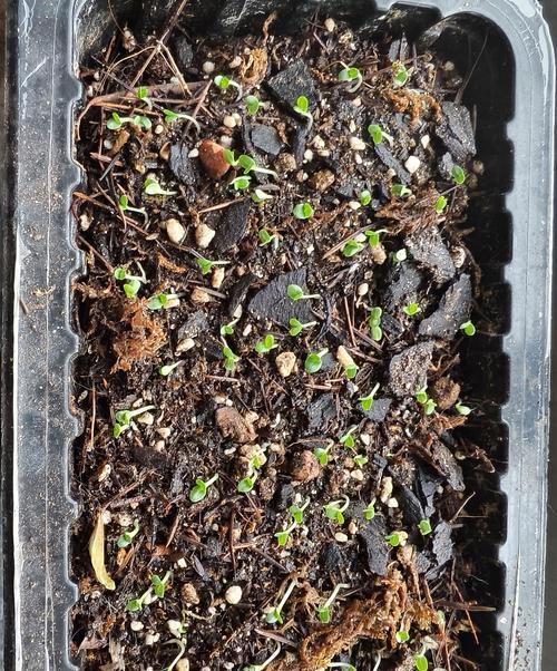 生菜催芽成功后怎么办？全面指导从种植到餐桌